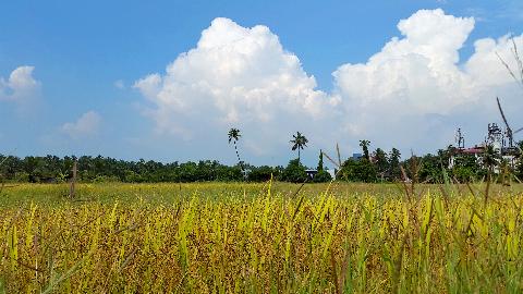 Agricultural Plantations in Goa - Download Goa Photos